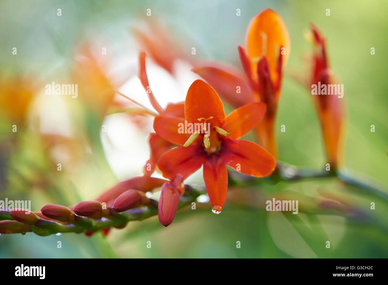 Red freesia, blossom, flower buds, are blossoming, summer Stock Photo