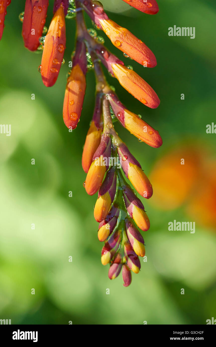 Red freesia, blossom, flower buds, are blossoming, summer Stock Photo