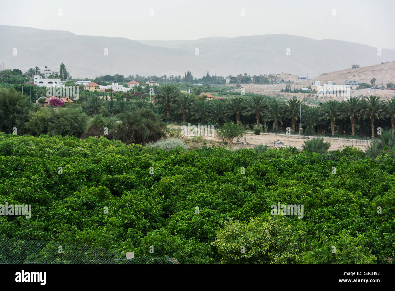 Israel, West Bank, Jericho, landscape, productive land, orange plantation Stock Photo