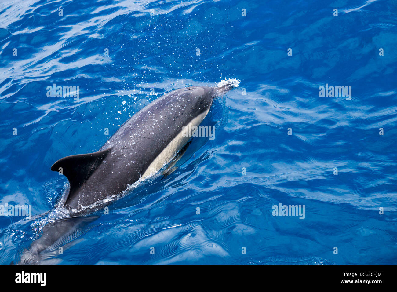 Common dolphin in the water, Delphinidae Stock Photo