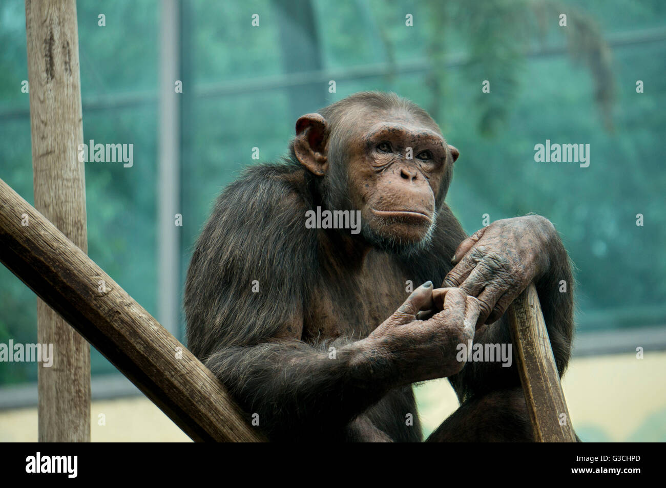 Pensive monkey, sitting, chimpanzee, Pan troglodytes Stock Photo