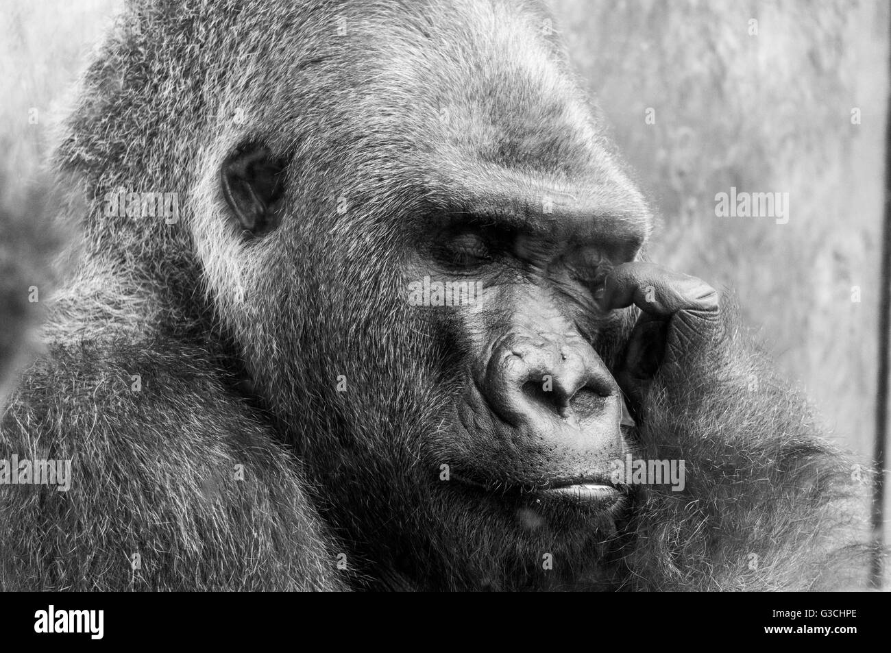 Pensive gorilla Stock Photo