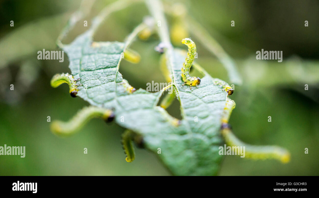 Caterpillars on leaves, depth of field Stock Photo