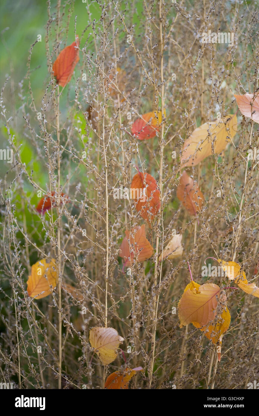 Fallen autumn leaves in shrub Stock Photo