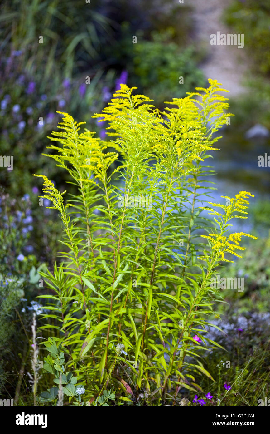 Goldenrod shrub Stock Photo