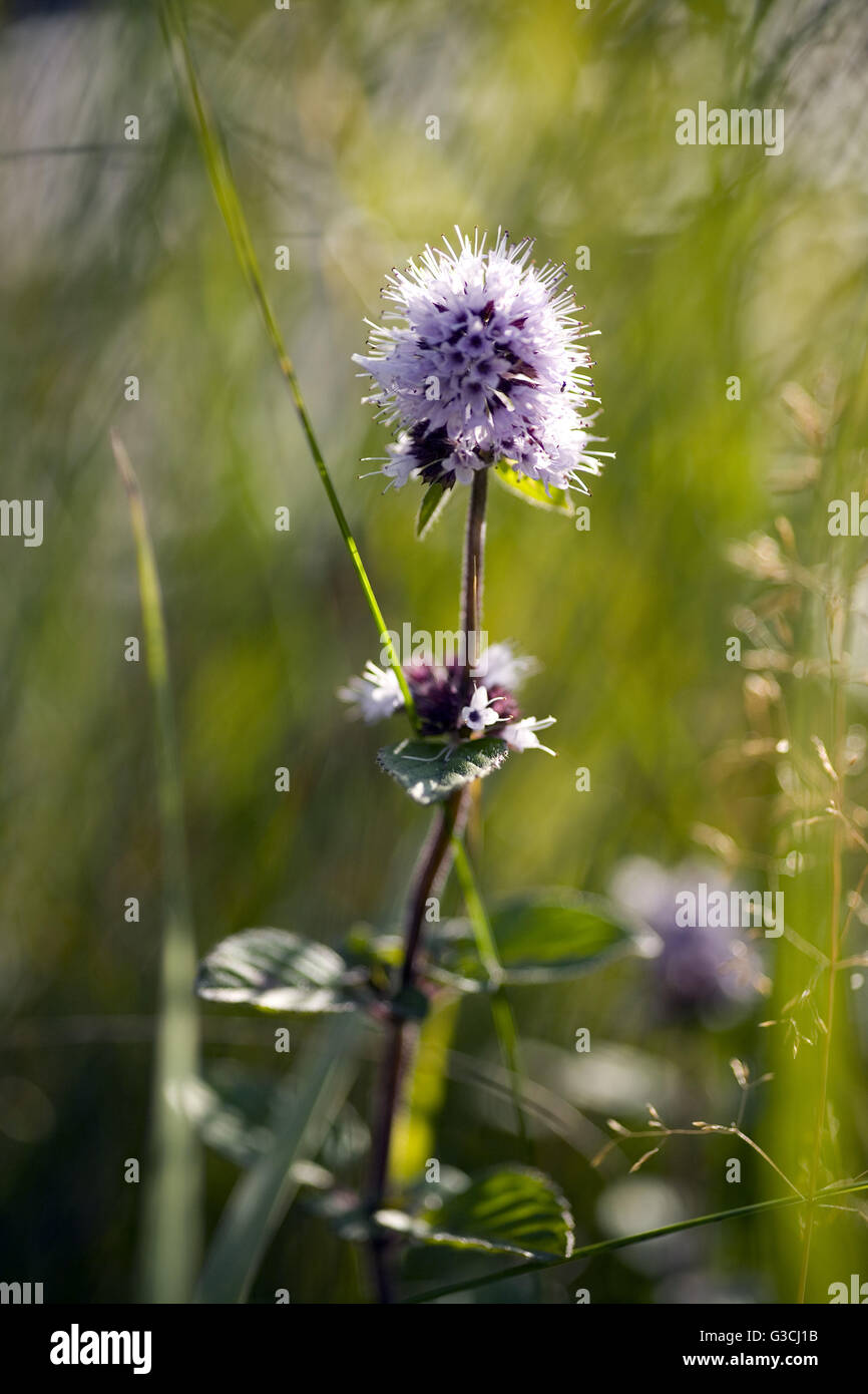 Water mint on the shore Stock Photo