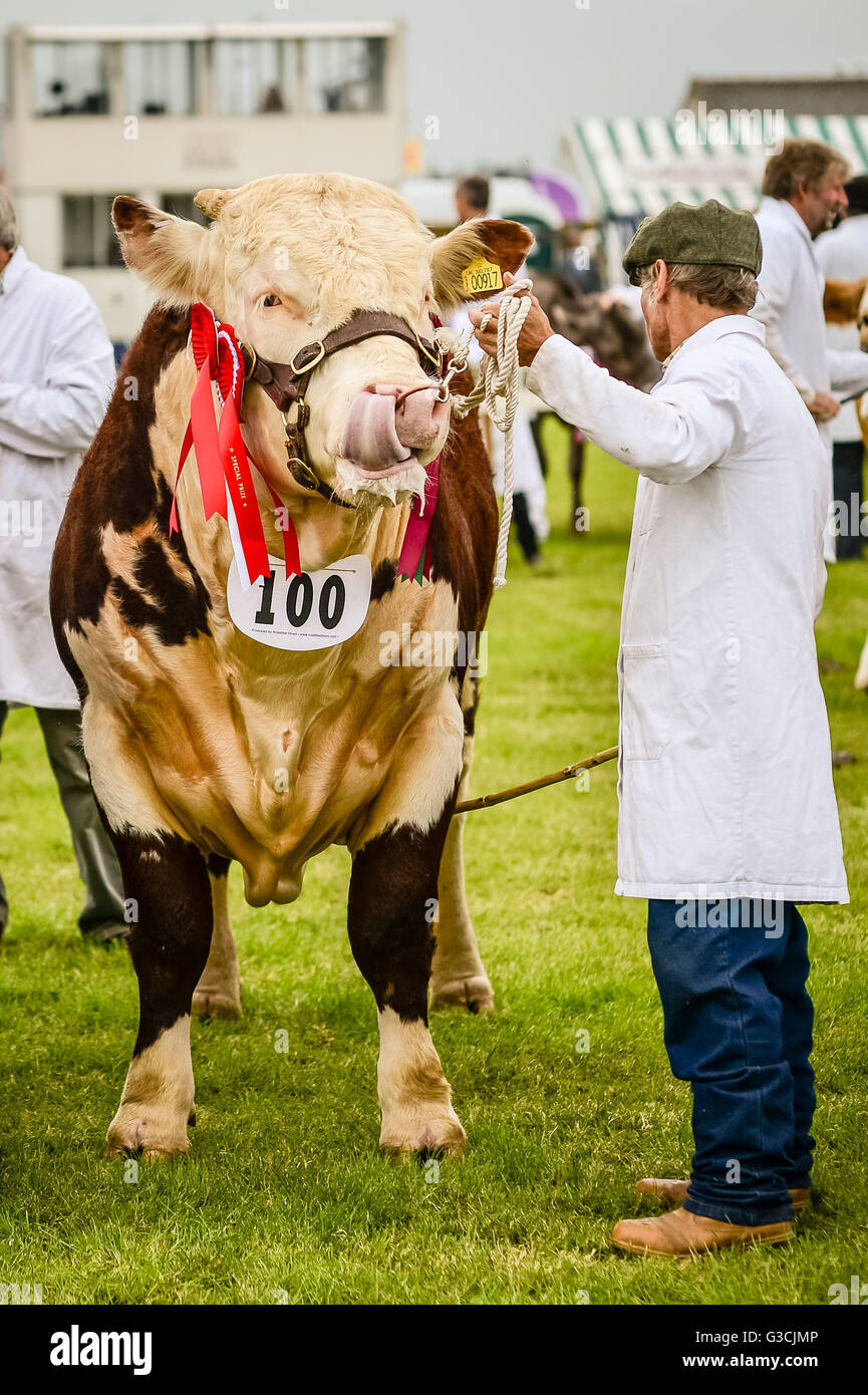 Prize bull hires stock photography and images Alamy
