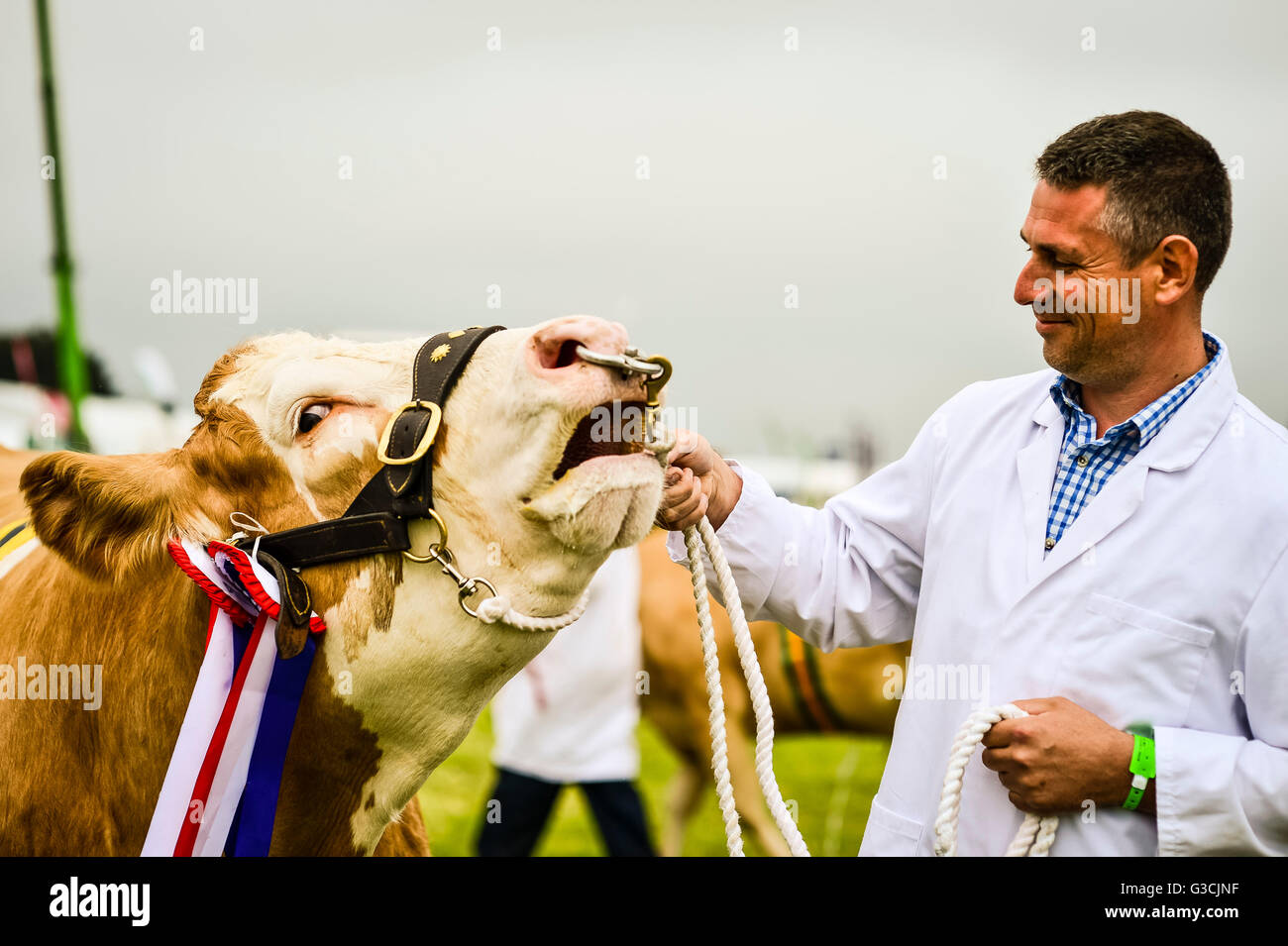 A prize bull in the main ring on day two at the Royal Cornwall Show, Wadebridge, Cornwall. Stock Photo