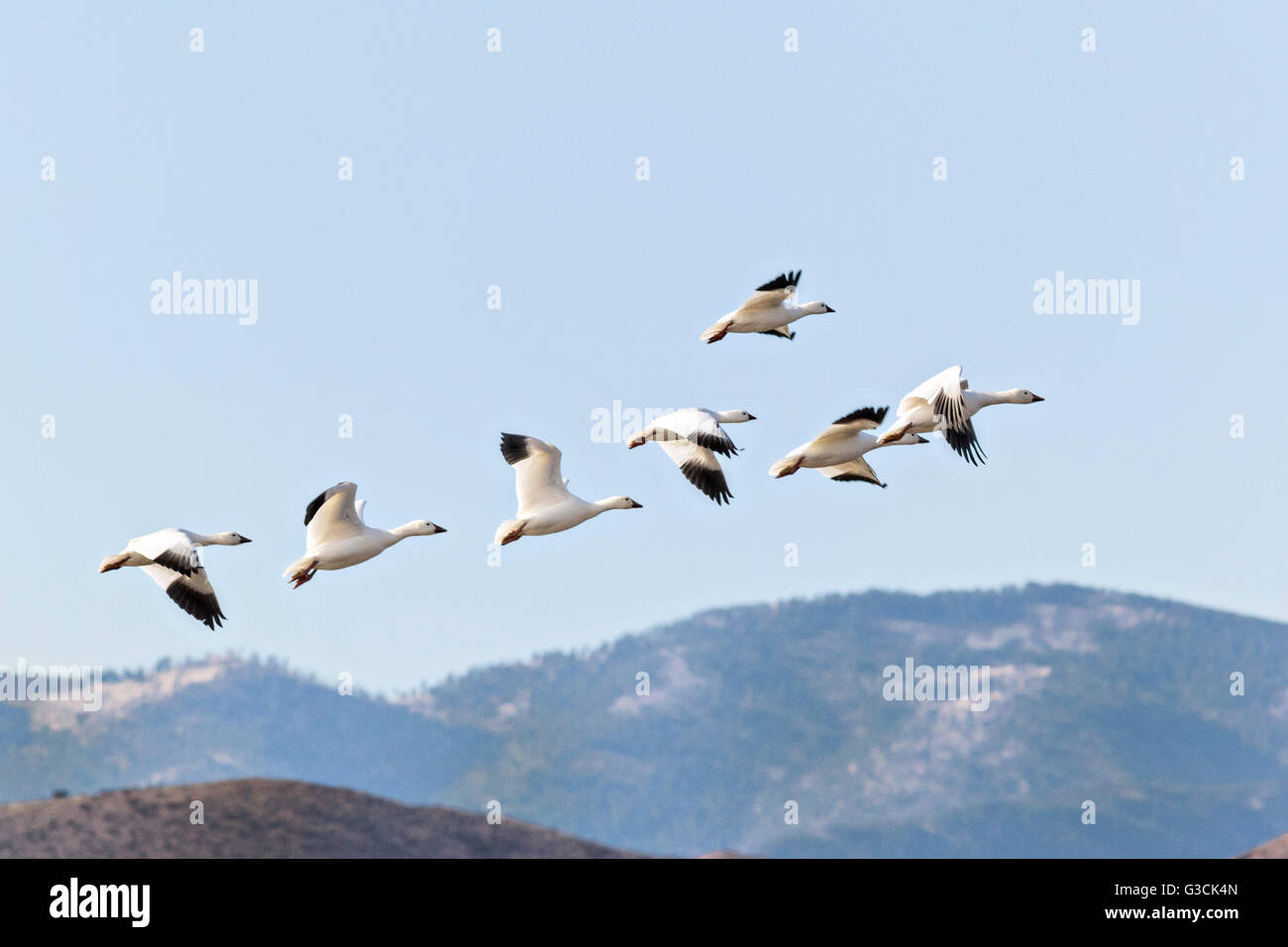 A flock of snow geese in flight at their winter home at the Bosque del Apache National Wildlife Refuge in San Antonio, New Mexico. About 32,000 snow geese overwinter at the refugee and move in mass during the morning and evenings. Stock Photo