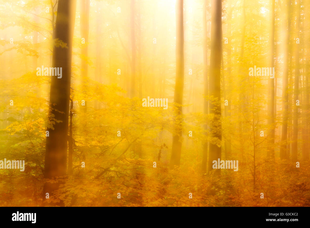 Misty deciduous forest in full autumn colours, abstract study [M], colour and contrast digitally enhanced Stock Photo