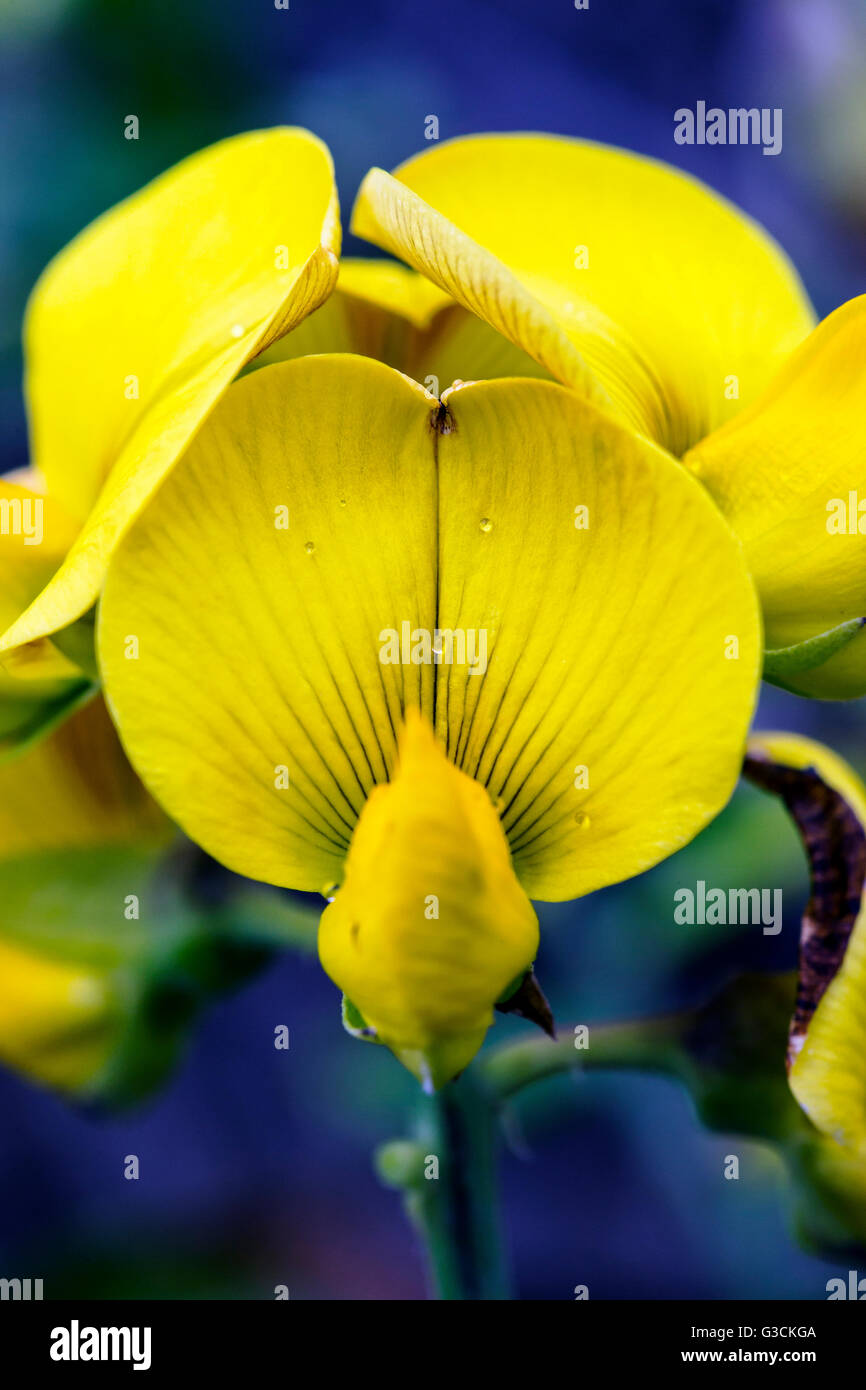 Pencil Flower; Stylosanthes biflora; Hawai'i Volcanoes National Park, Big Island, Hawai'i, USA Stock Photo