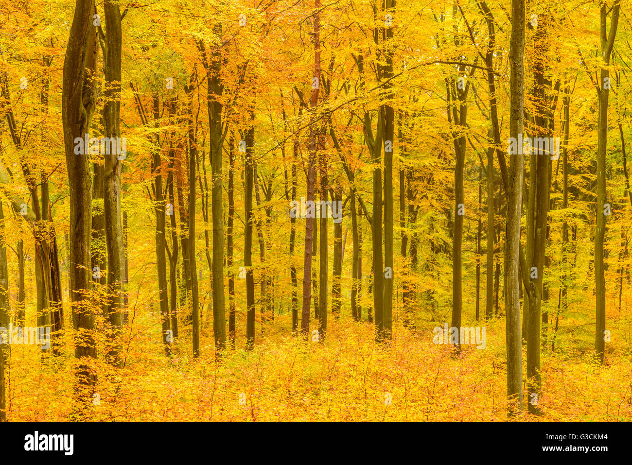 Germany, Hessen, Taunus, Niedernhausen, beech forest at the Hammersberg, Hammersberg circular route Stock Photo