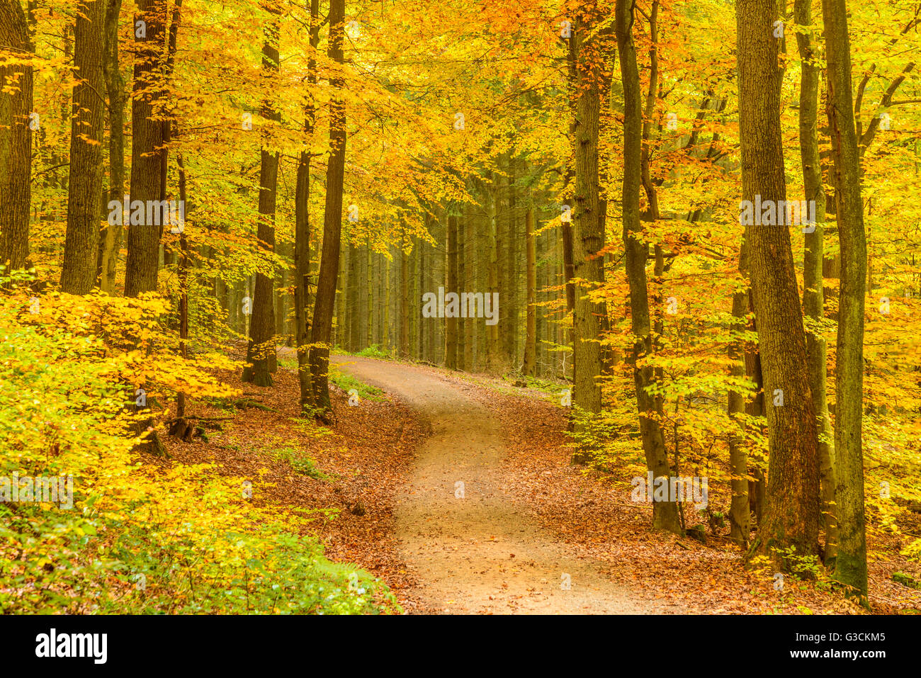 Germany, Hessen, Taunus, Niedernhausen, beech forest at the Hammersberg, Hammersberg circular route Stock Photo