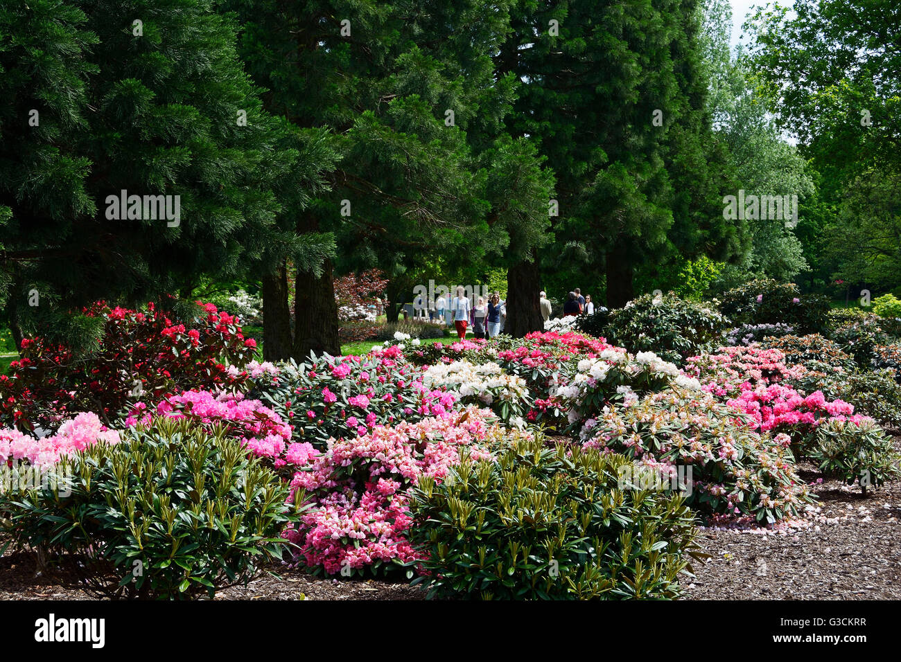 Germany, Bremen, park, rhododendron park, Stock Photo