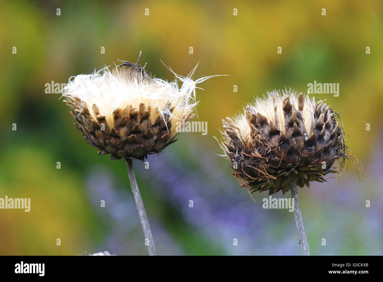 Withered artichoke, Cynara cardunculus Stock Photo