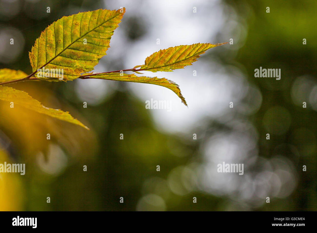 Light beech texture hi-res stock photography and images - Alamy