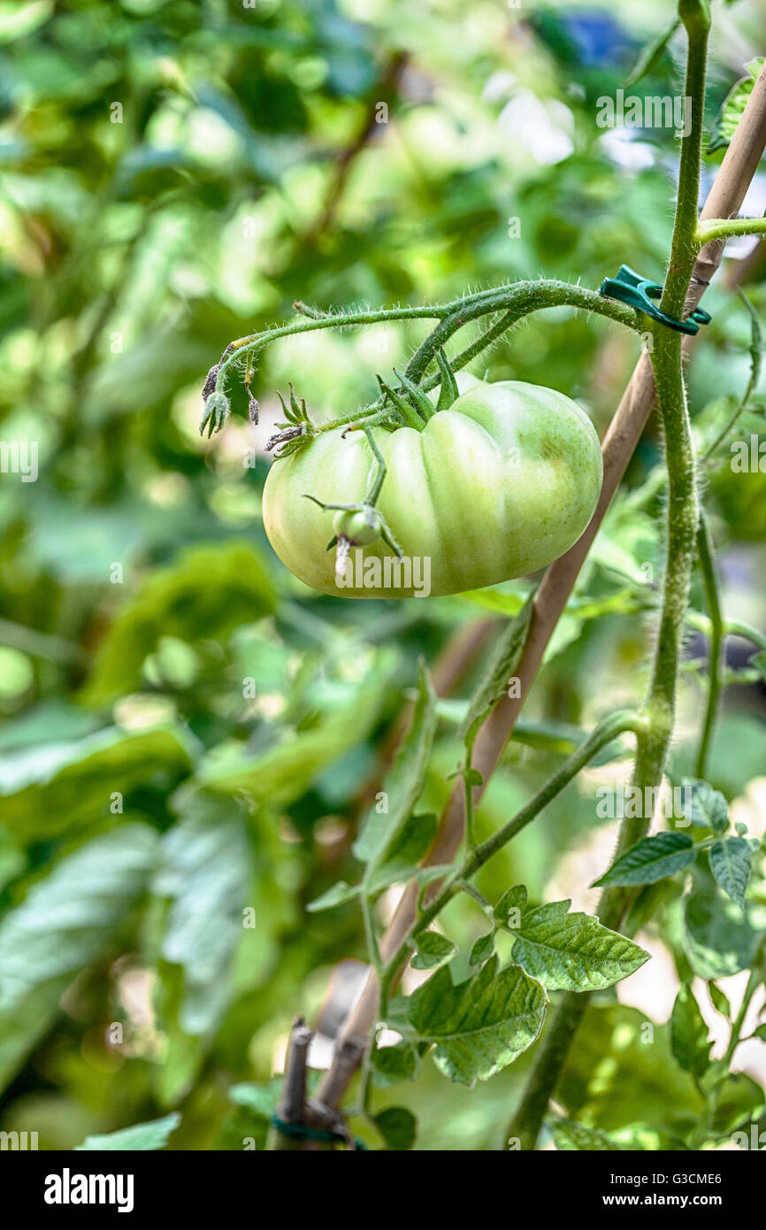 Tomato tomato plant hires stock photography and images Alamy