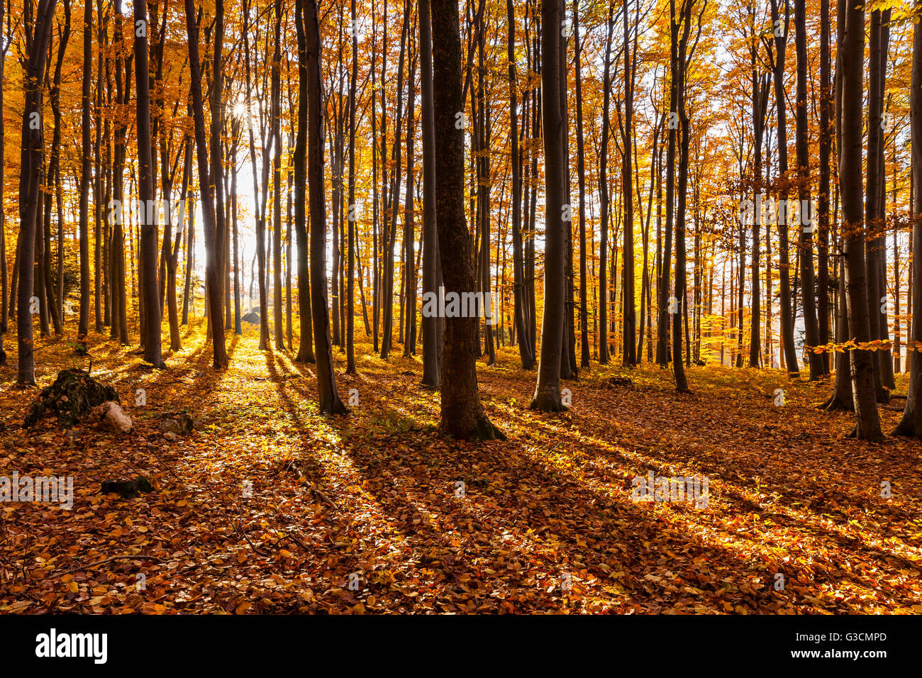 Autumnally coloured trees (mainly beeches) in the Vienna Woods, near Peilstein, Lower Austria, Austria, Europe, Stock Photo