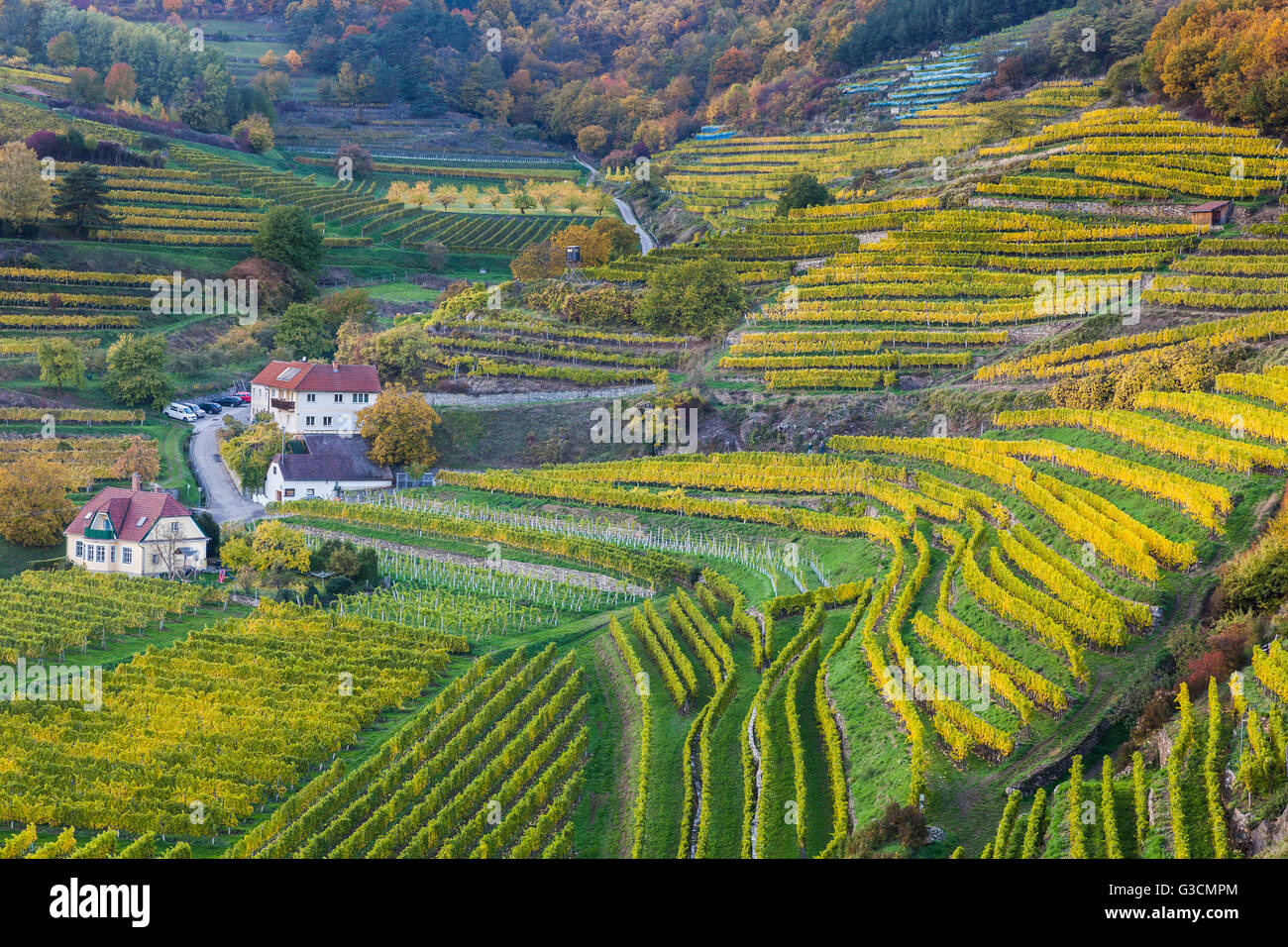 Vine tree branches hires stock photography and images Alamy