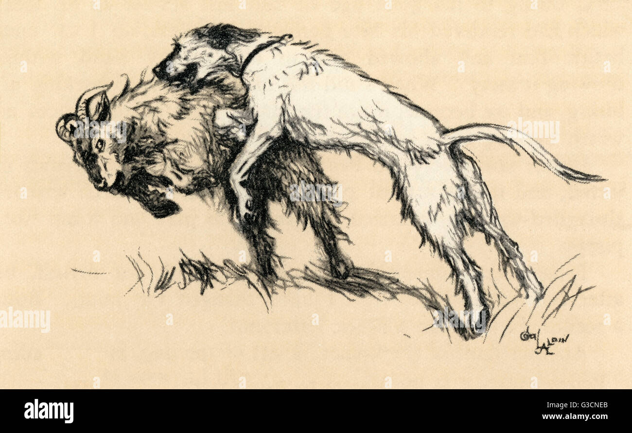 Will Dogs Attack Goats