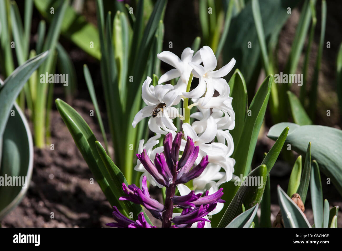 Bee on hyacinth. Asparagaceae Hyacinthus orientalis close up Stock Photo