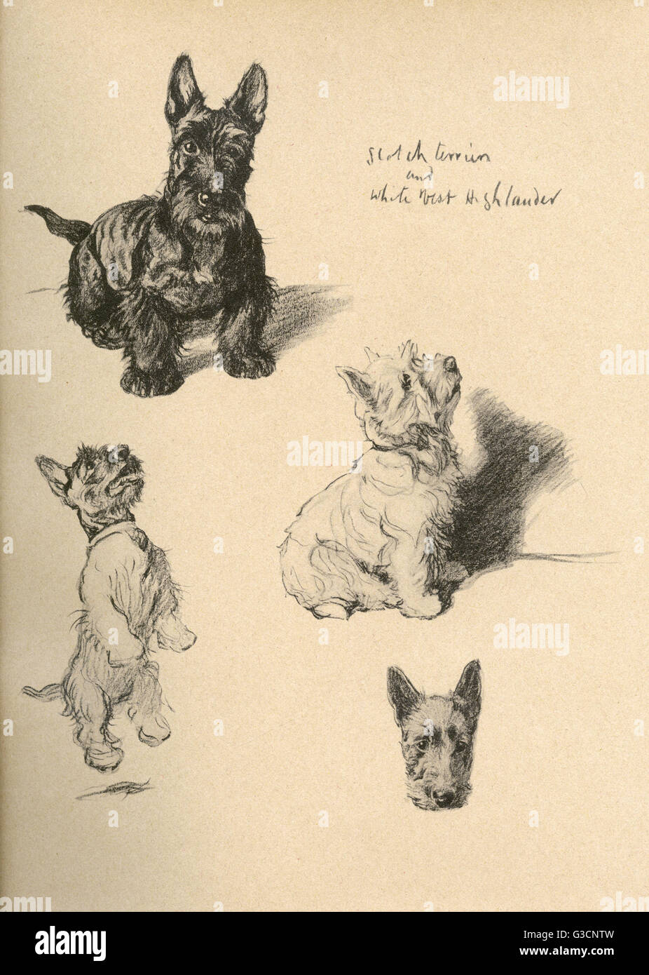 Sketches by Cecil Aldin, Just Among Friends Stock Photo
