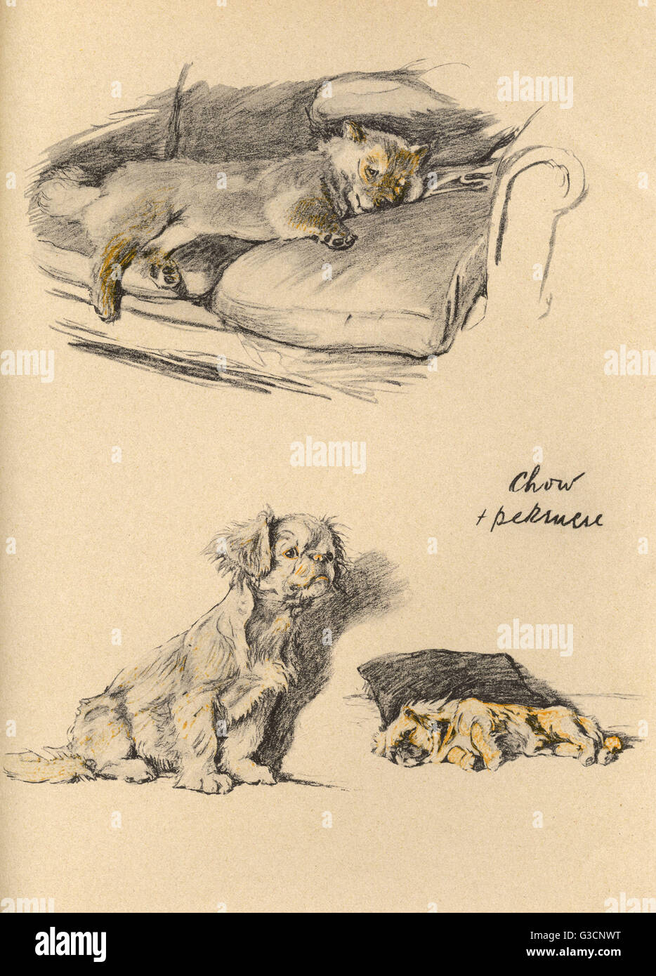 Sketches by Cecil Aldin, Just Among Friends Stock Photo
