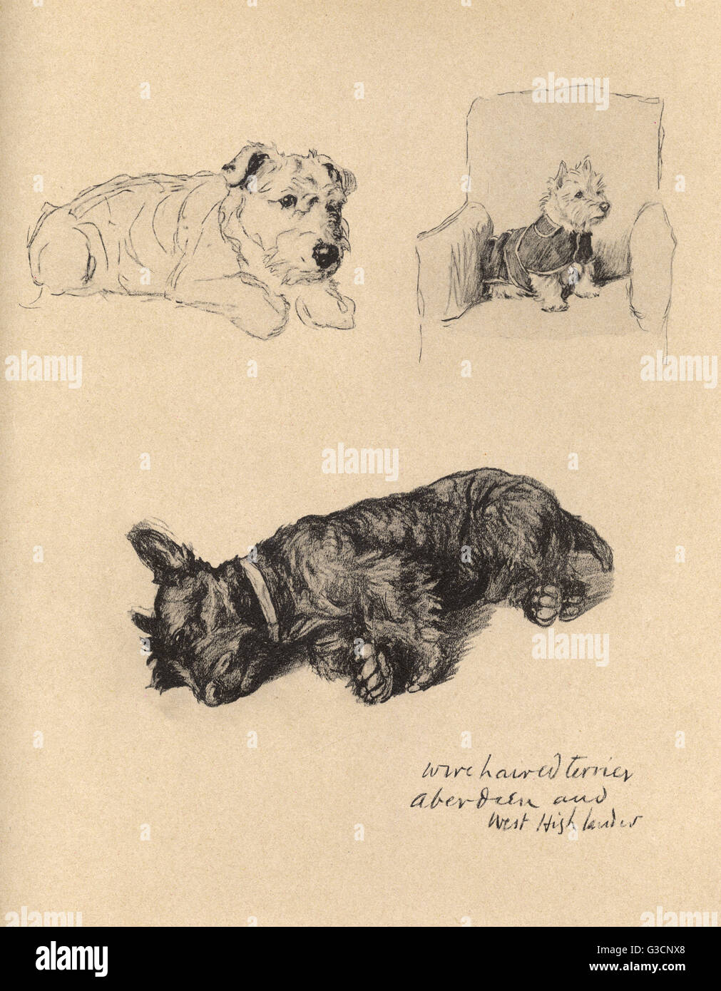 Sketches by Cecil Aldin, Just Among Friends, taken from the artist's sketchbooks. Wire-haired terrier, Aberdeen terrier and West Highland terrier.      Date: 1934 Stock Photo
