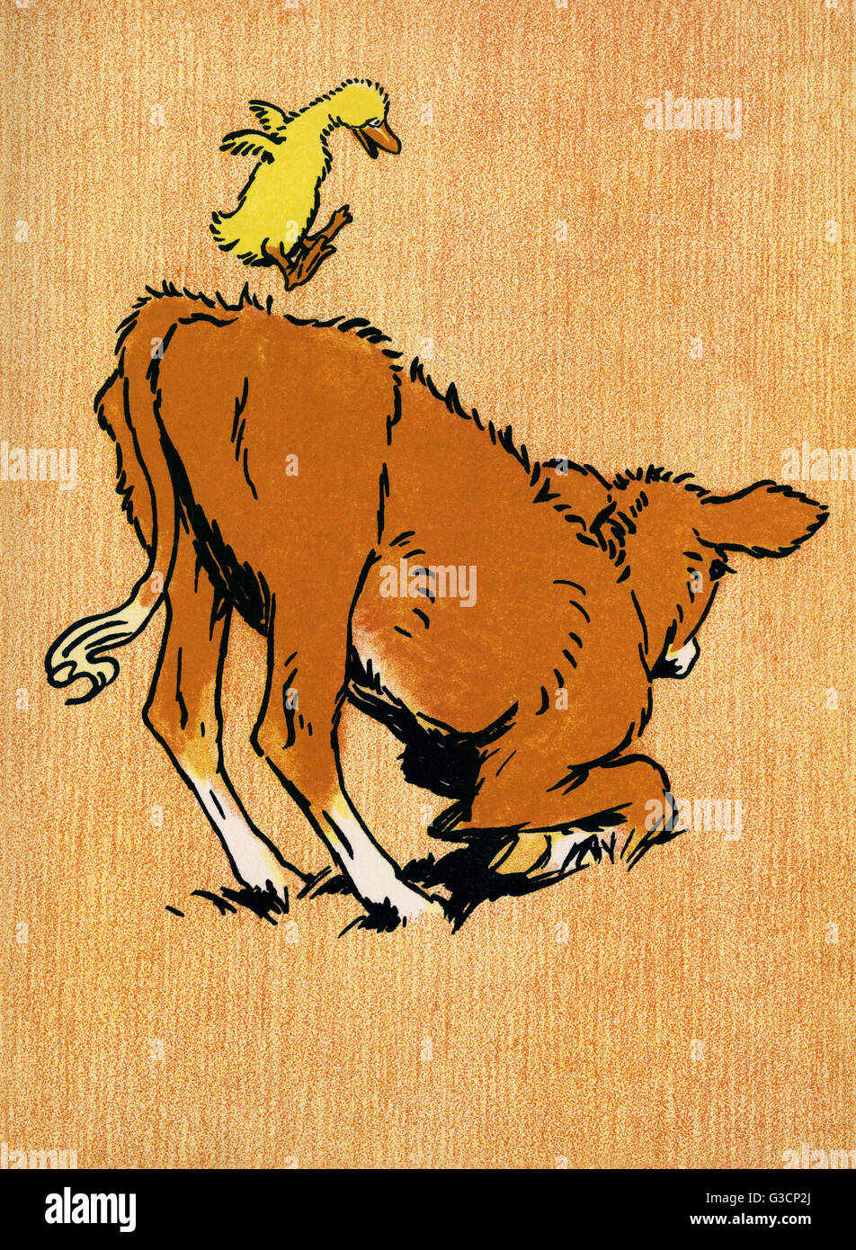 Cow throwing up hires stock photography and images Alamy