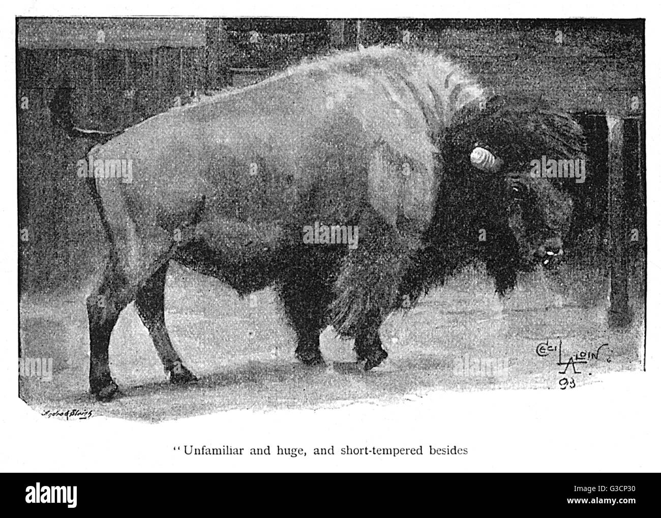 Illustration, American bison in a zoo Stock Photo - Alamy