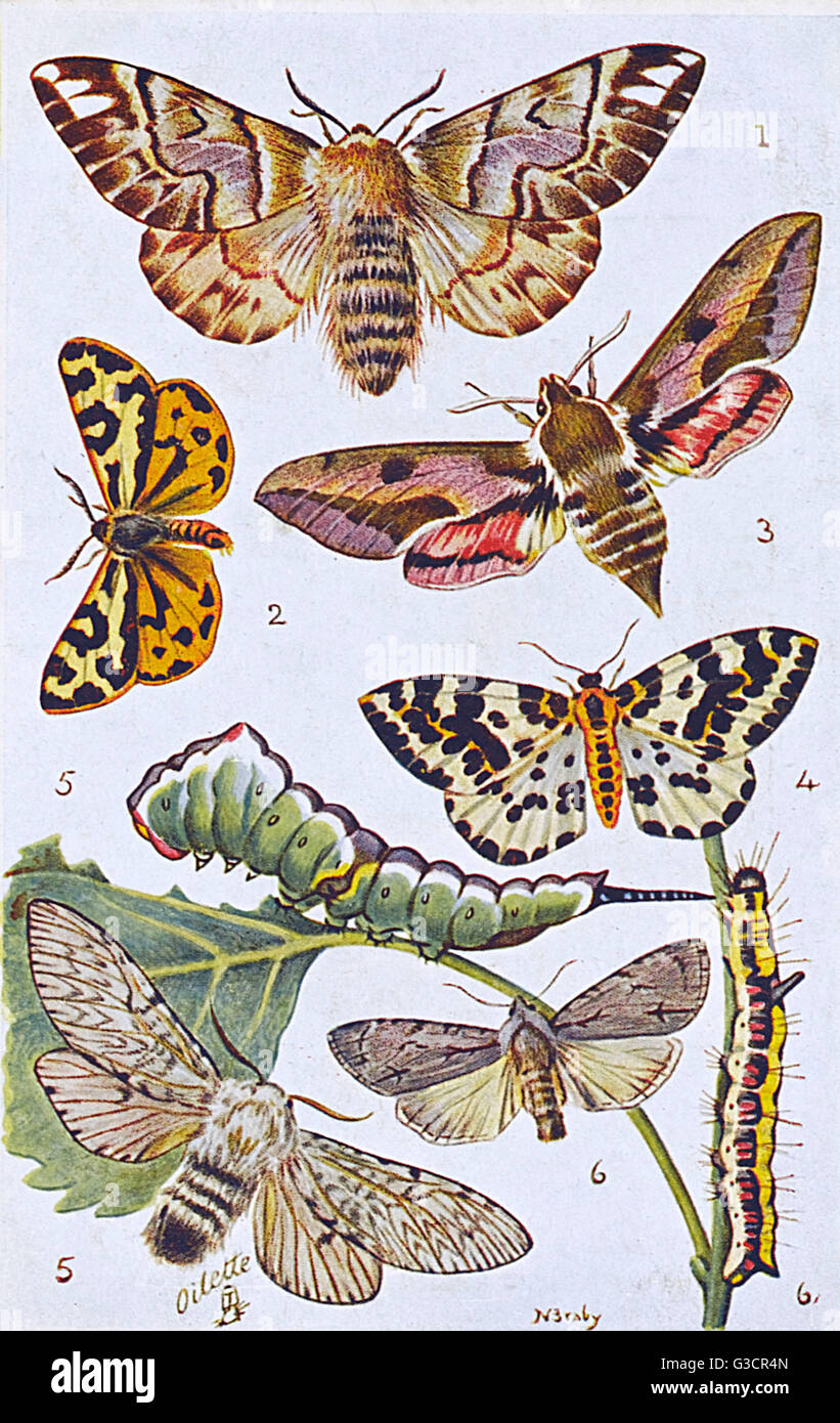 British Moths and Caterpillars - Various Stock Photo