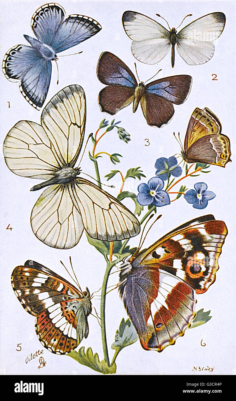 British Butterflies - Various Stock Photo