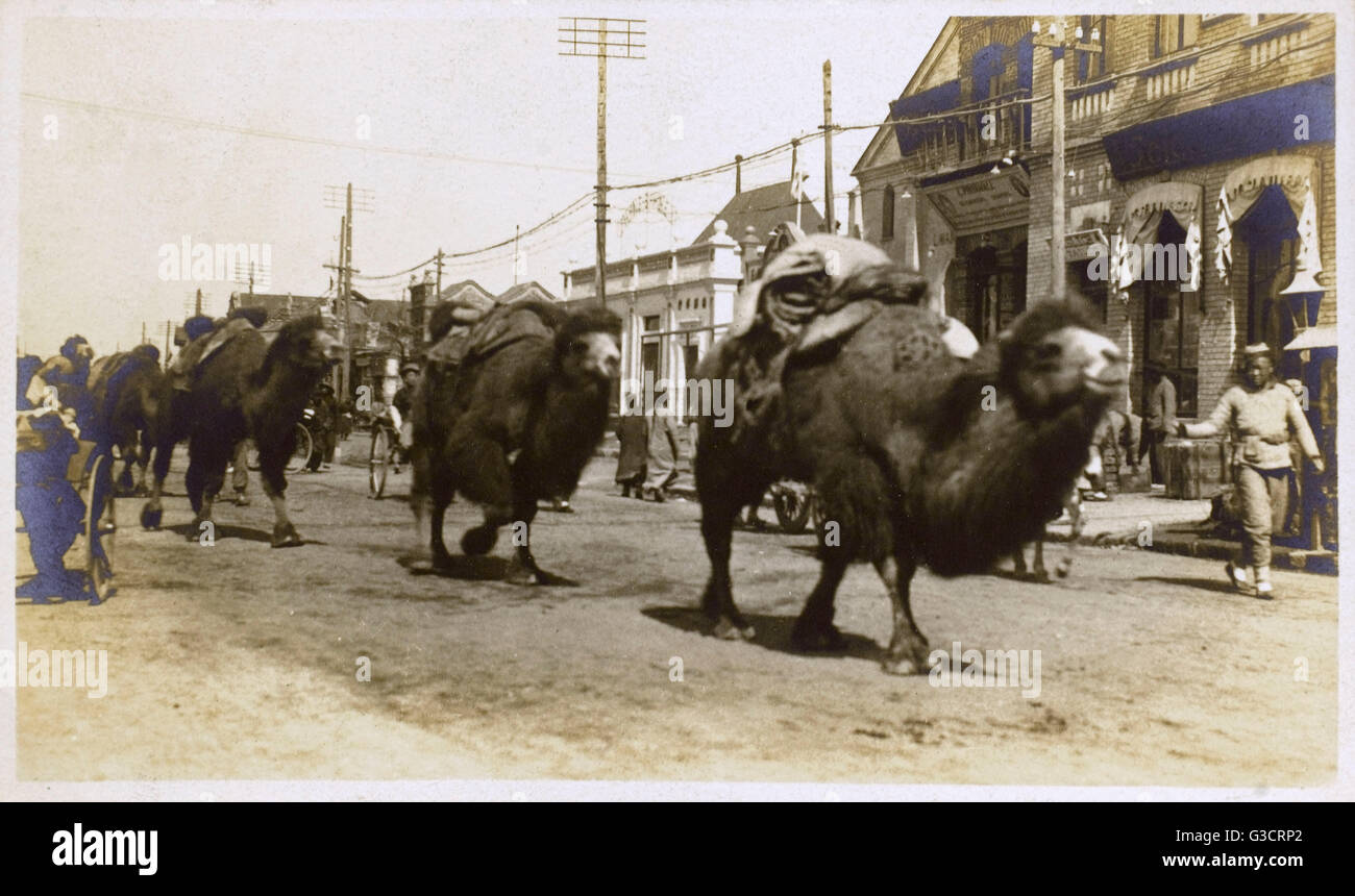 China - a caravan of Bactrian camels - Beijing Stock Photo