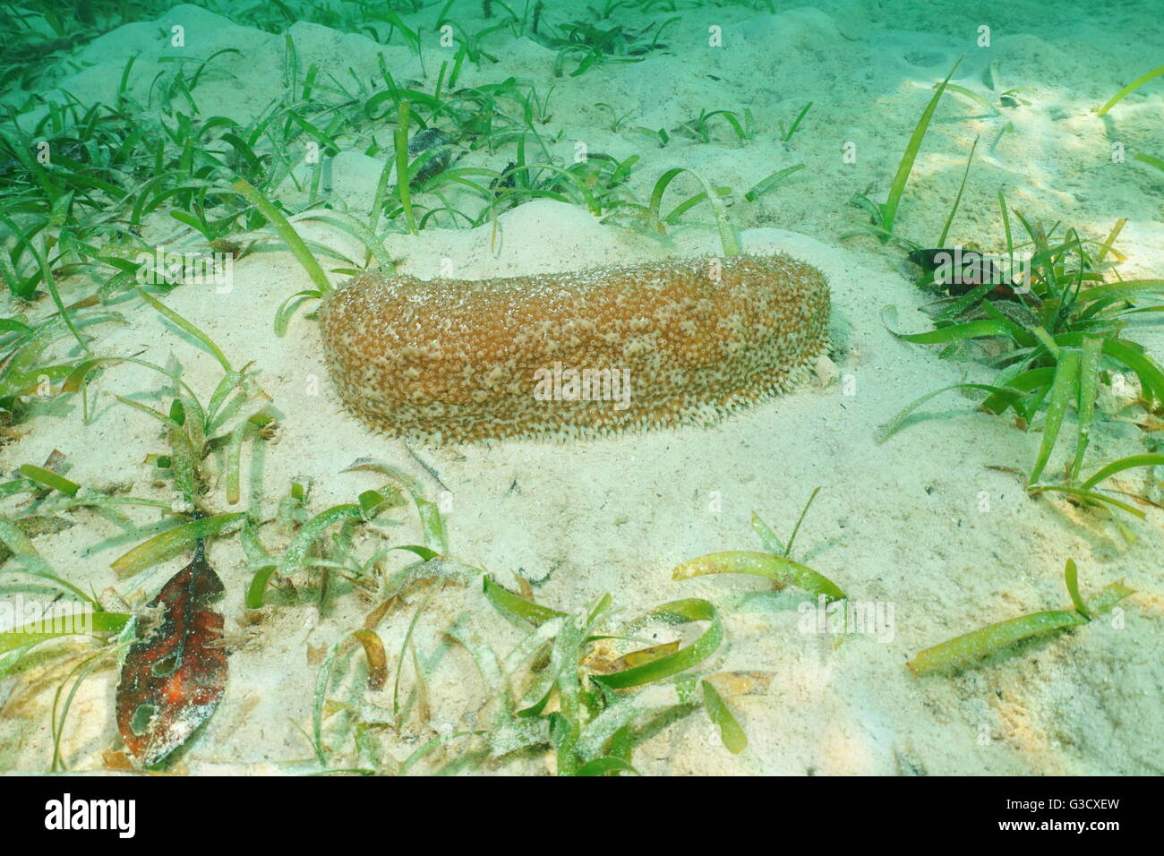 Marine life, Astichopus multifidus, commonly known as furry sea cucumber or fissured sea cucumber, underwater Caribbean sea Stock Photo