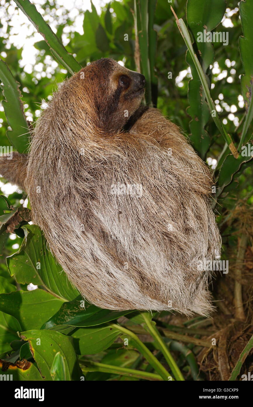 Bradypus variegatus, three-toed sloth wild animal in the jungle of Costa Rica, Central America Stock Photo