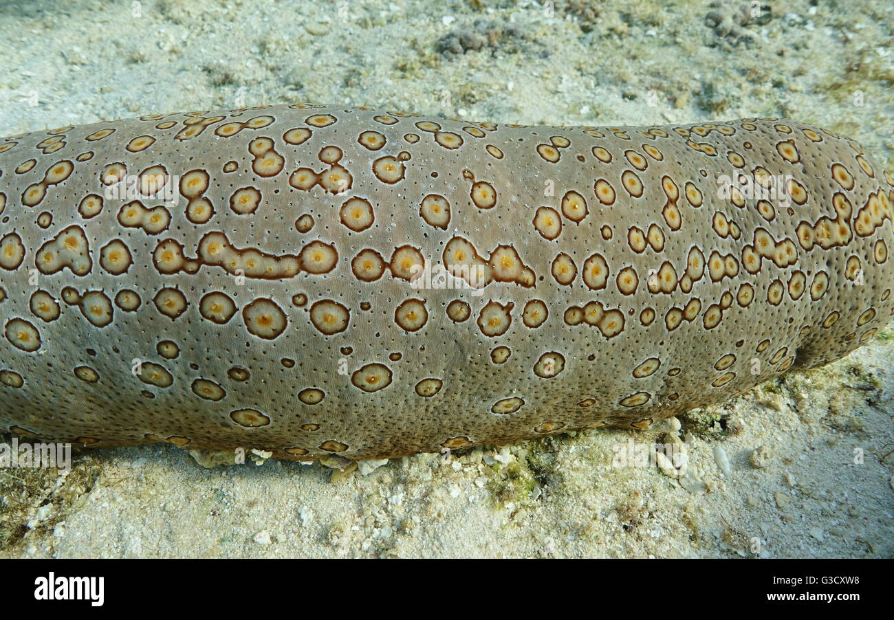 Close up of a leopard sea cucumber underwater animal, Bohadschia argus, on the ocean floor, Pacific ocean, French polynesia Stock Photo