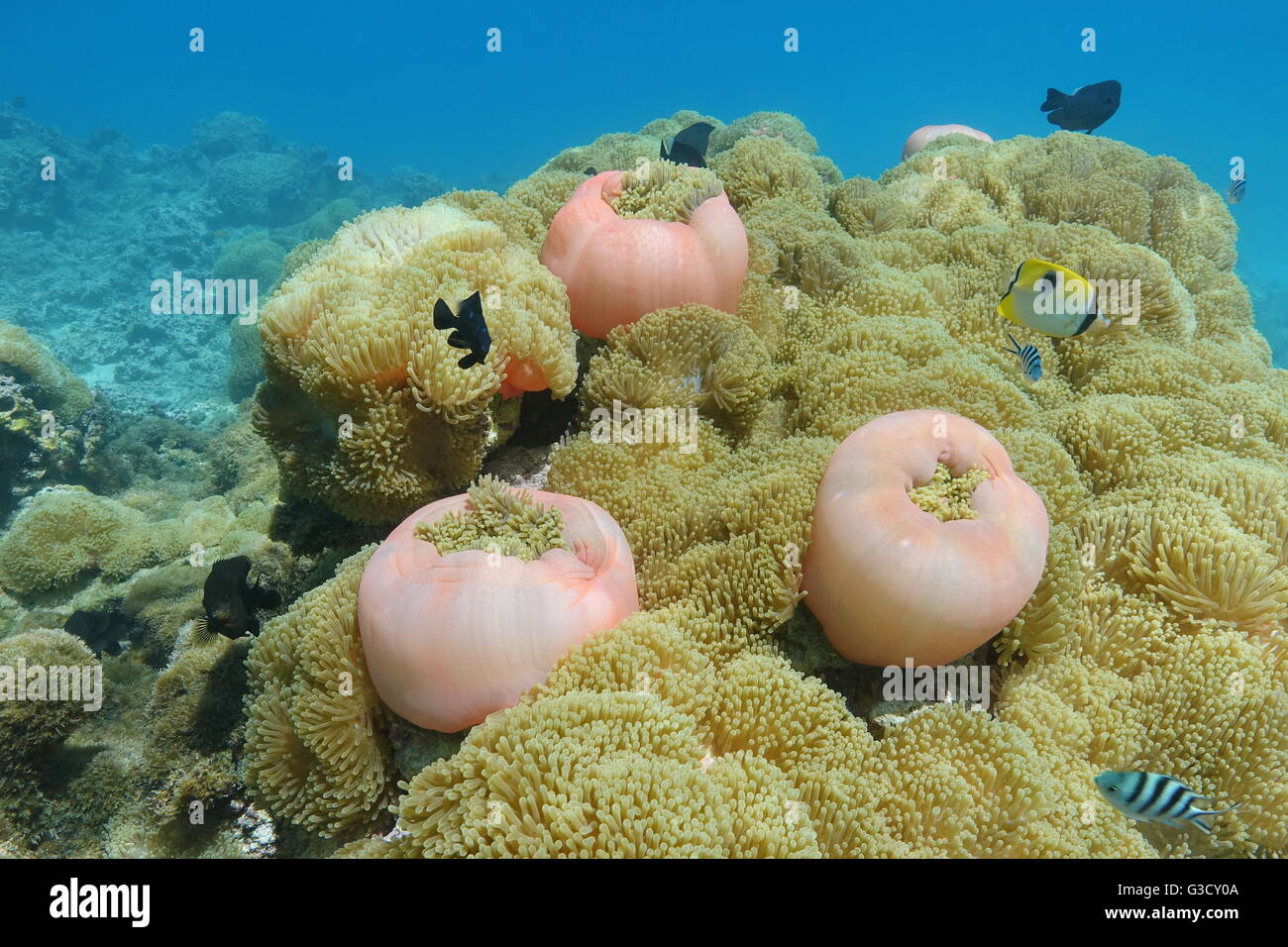 Cluster of sea anemones, Heteractis magnifica, underwater with tropical fish, Huahine, Pacific ocean, French Polynesia Stock Photo