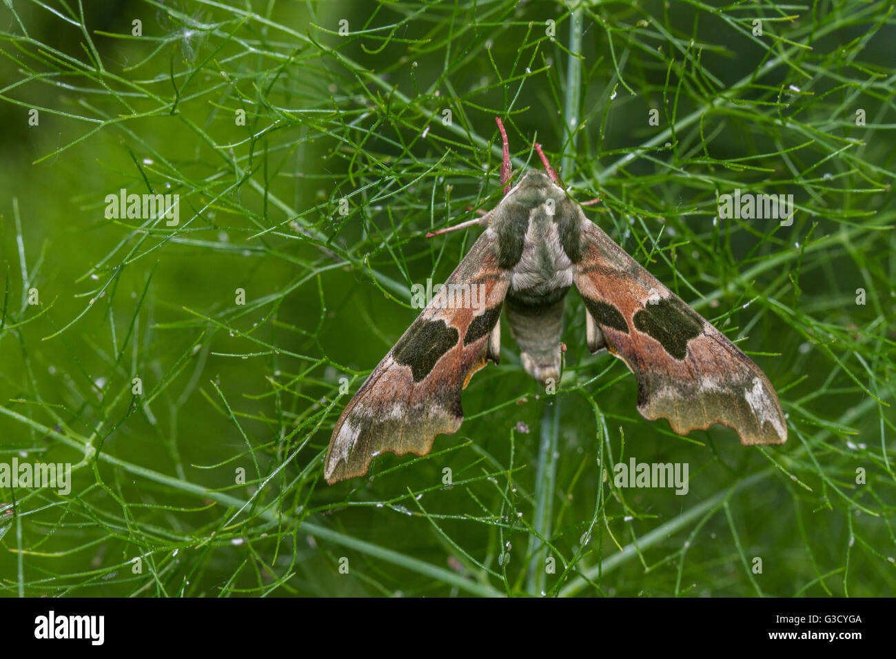 Lime Hawk-moth (Mimas tiliae) on fennel plant Stock Photo