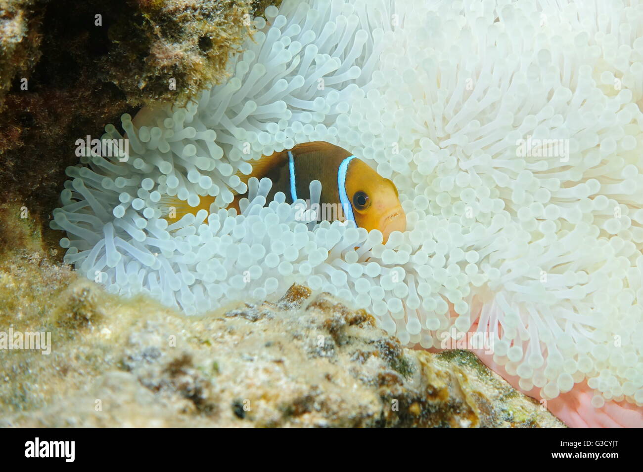 A tropical fish orange-fin anemonefish, Amphiprion chrysopterus, hiding in anemone tentacles, Pacific ocean, French Polynesia Stock Photo