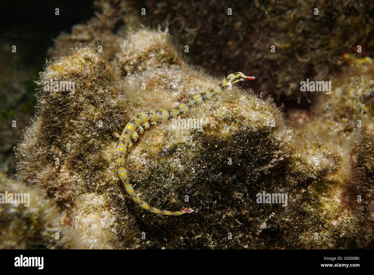 Underwater marine life, a network pipefish, Corythoichthys flavofasciatus, Pacific ocean, French Polynesia Stock Photo