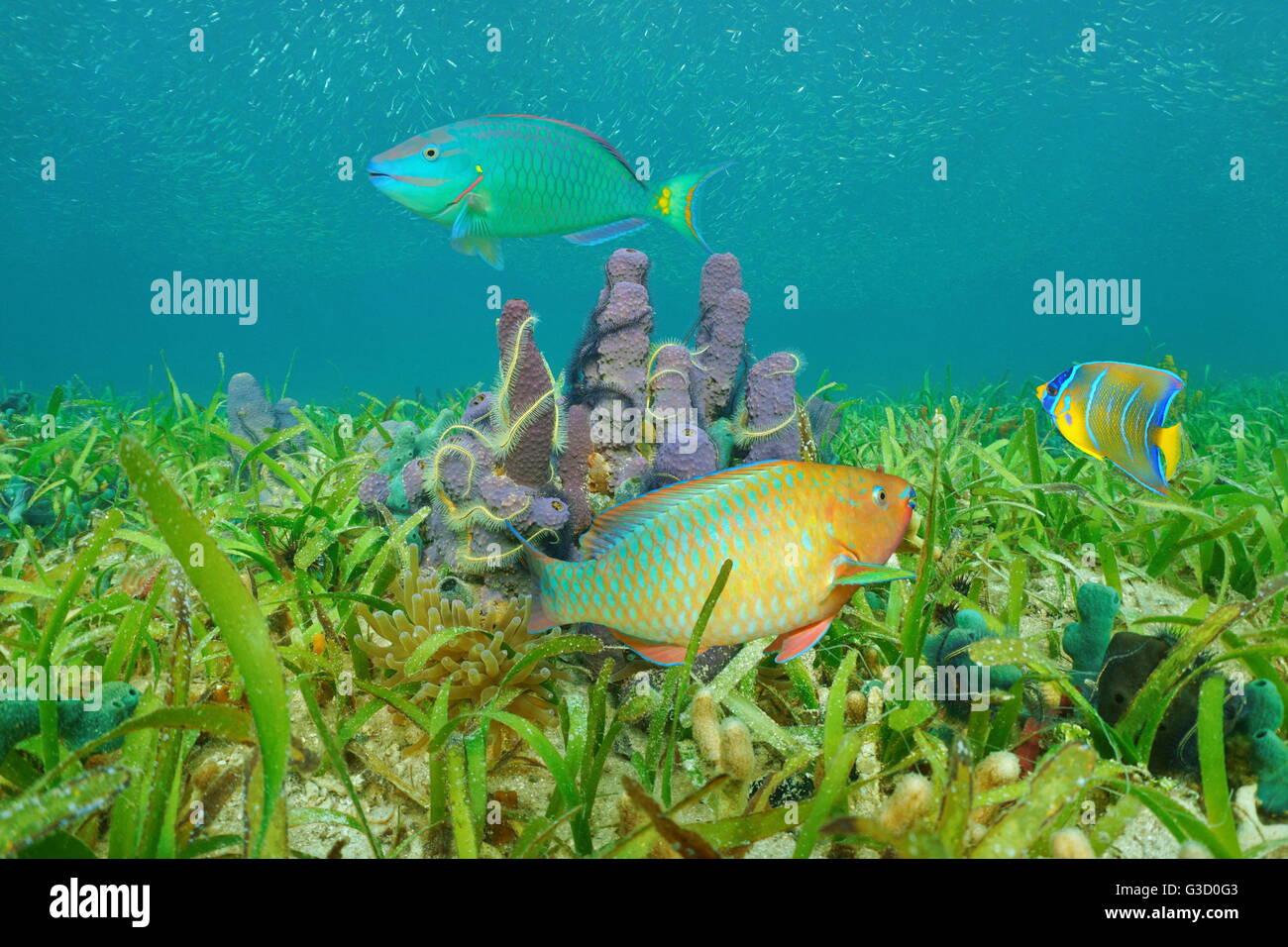 Underwater marine life on a grassy seabed with sea sponges and colorful tropical fish, Caribbean sea Stock Photo