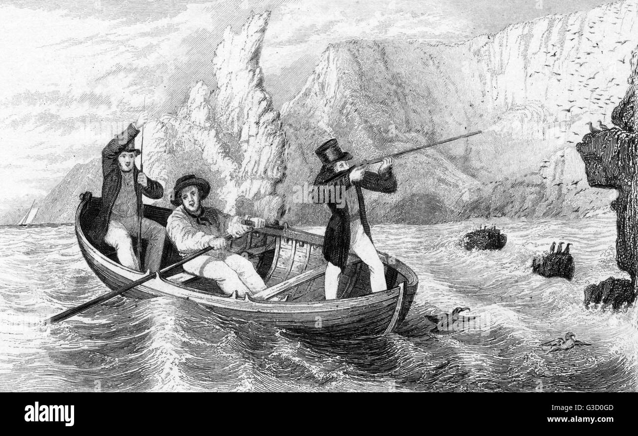 Shooting sea-fowl from a small rowing boat. One man rows, another re-loads his rifle, while a third takes aim at the birds on the cliff and fires.      Date: C.1830 Stock Photo