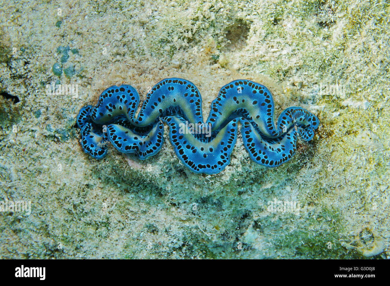 A blue maxima clam, Tridacna maxima, marine bivalve mollusk underwater