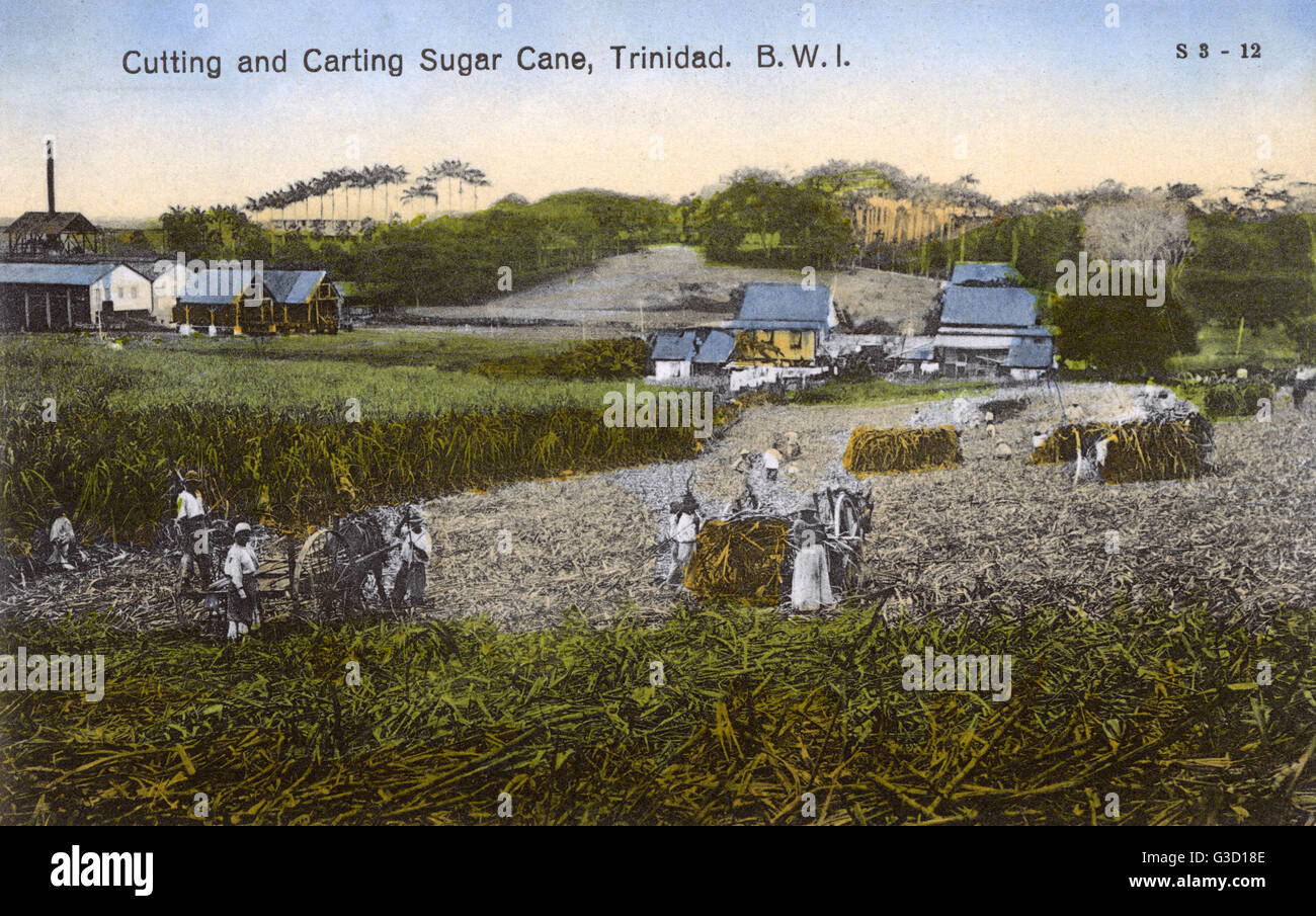 Field of sugar cane, trinidad hires stock photography and images Alamy