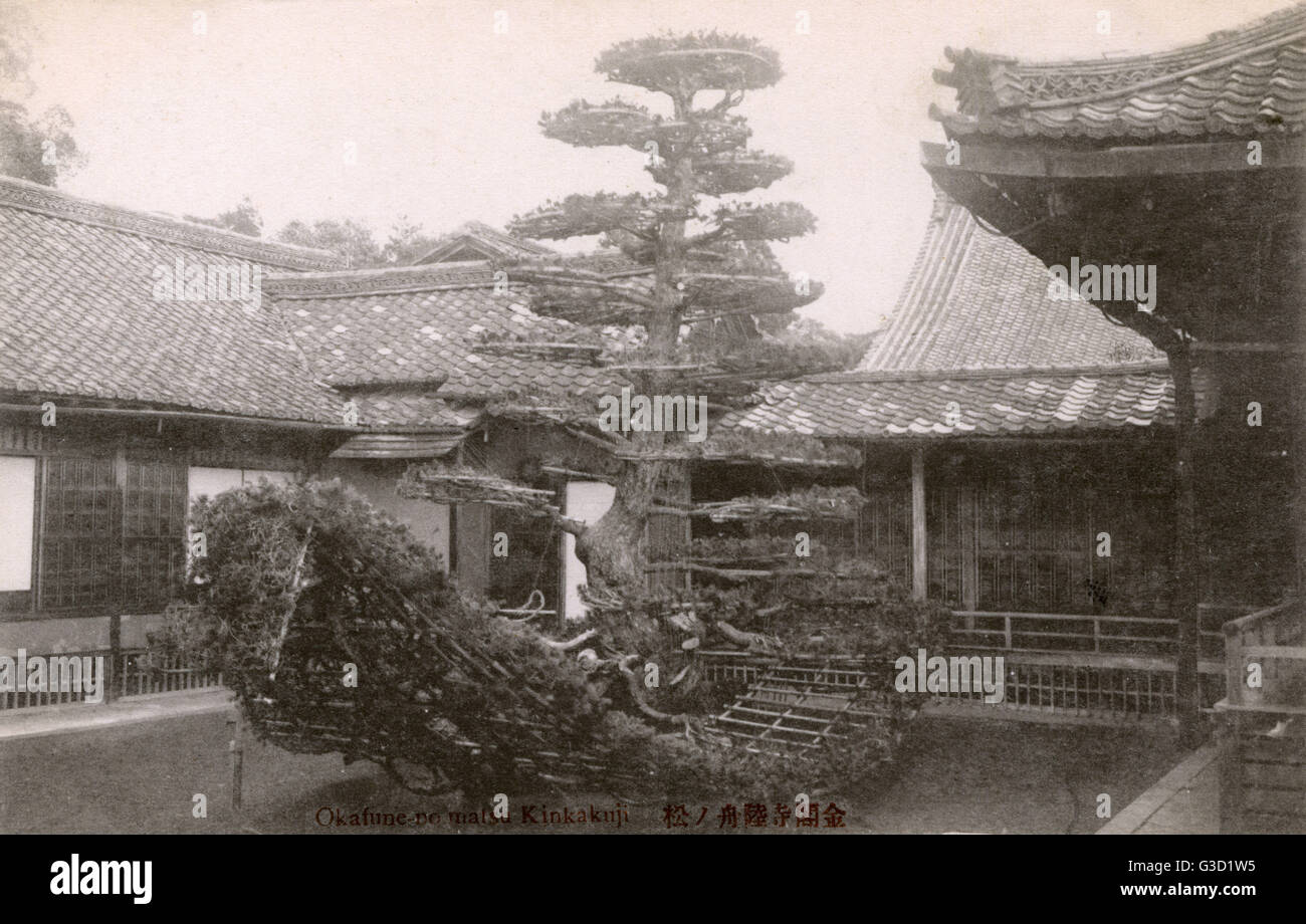 Rikusho-no-Matsu boat-shaped pine tree - Kinkakuji Temple Stock Photo