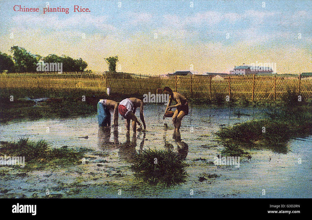 Chinese farmers planting rice in a paddy field Stock Photo - Alamy