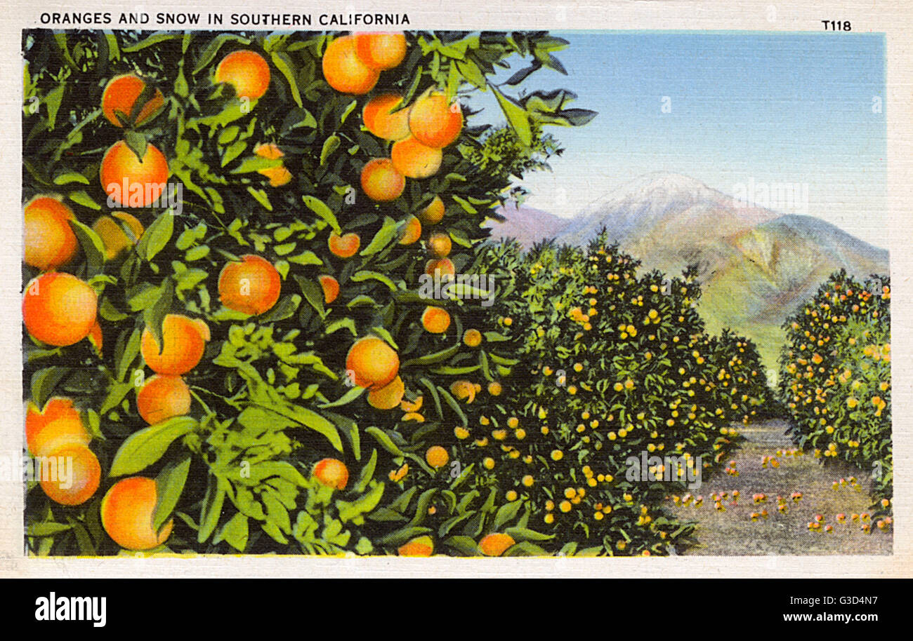 Oranges growing in Southern California, USA, with snow on the mountains in the distance. Date