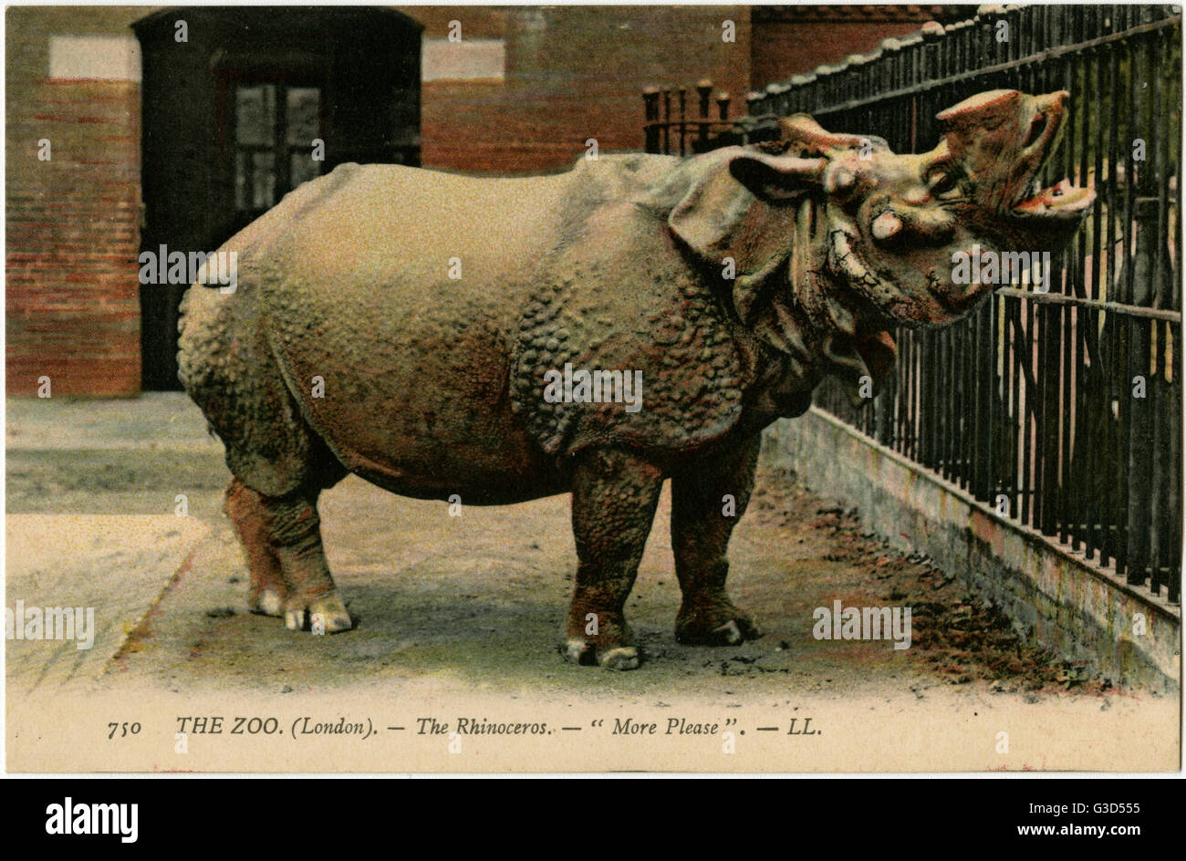 Rhinoceros at London Zoo 'More Please' Date circa 1910 Stock Photo Alamy