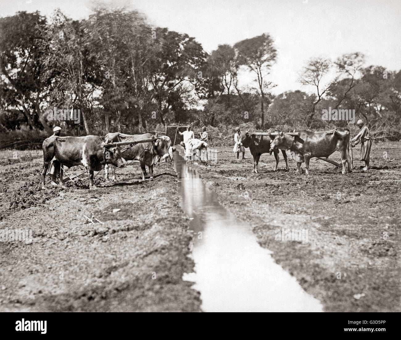 Digging an irrigation ditch, Egypt, circa 1880s. Date: circa 1880s ...