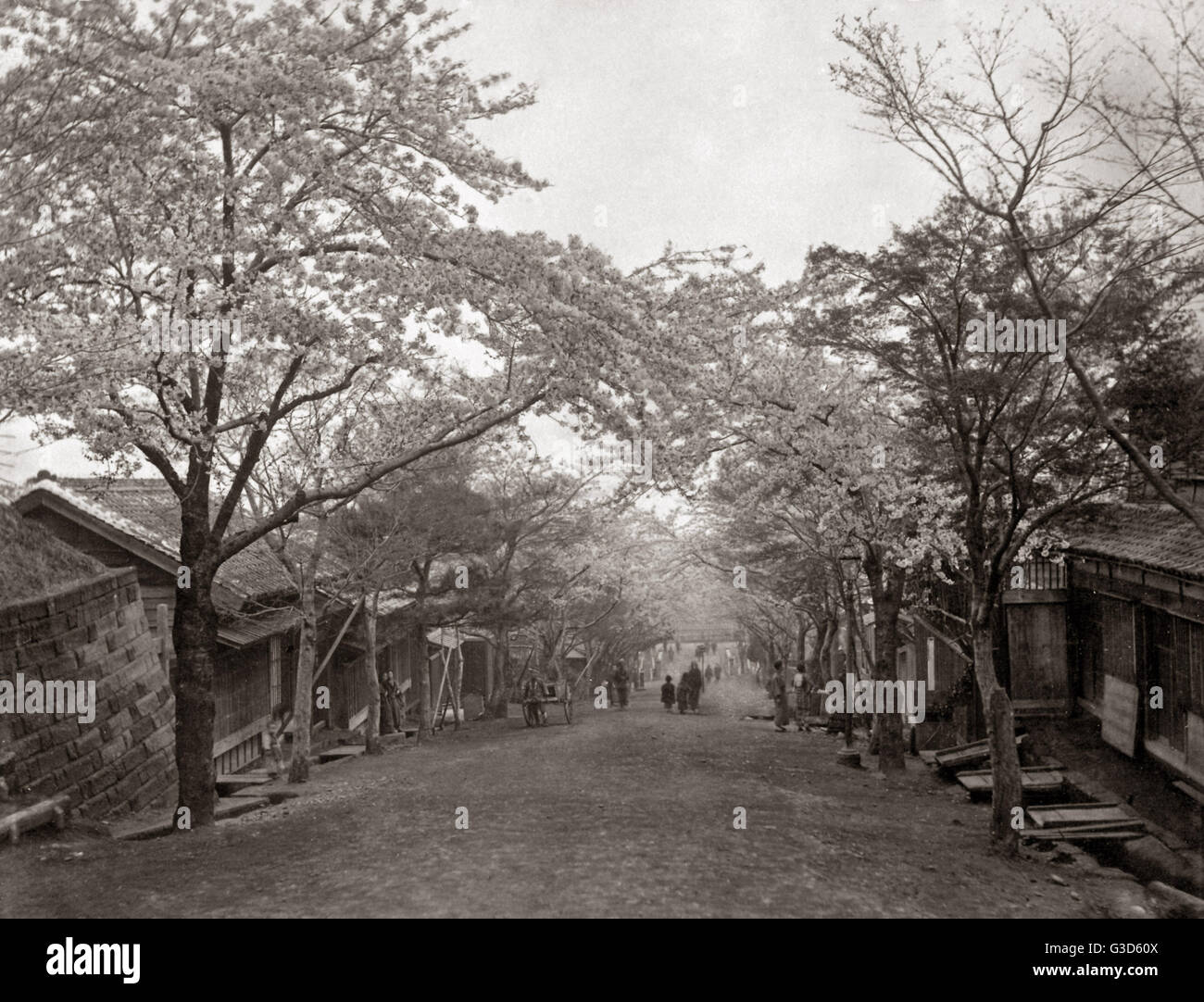 Cherry Blossom lining a sloping street, Japan, circa 1880s Stock Photo